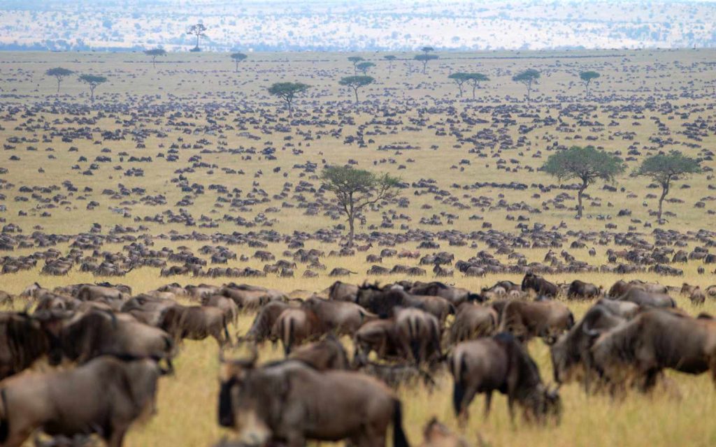 Thousands of wildebeests maasai Mara national reserve Kenya.