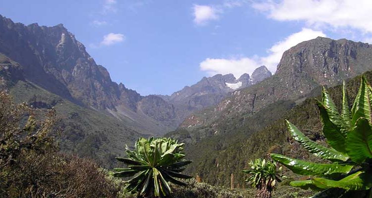 vegetation Rwenzori mountain Uganda