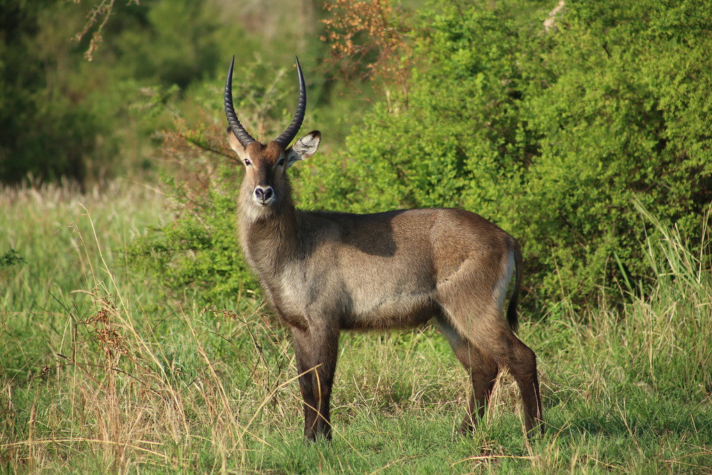waterbuck Queen Elizabeth national park Uganda