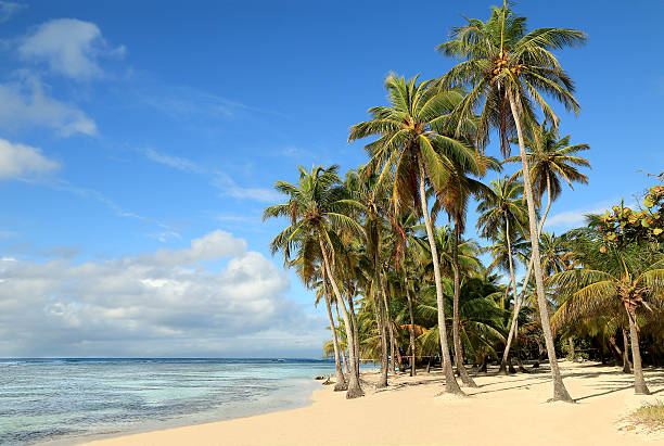 white sand beaches fringed with palm trees Zanzibar