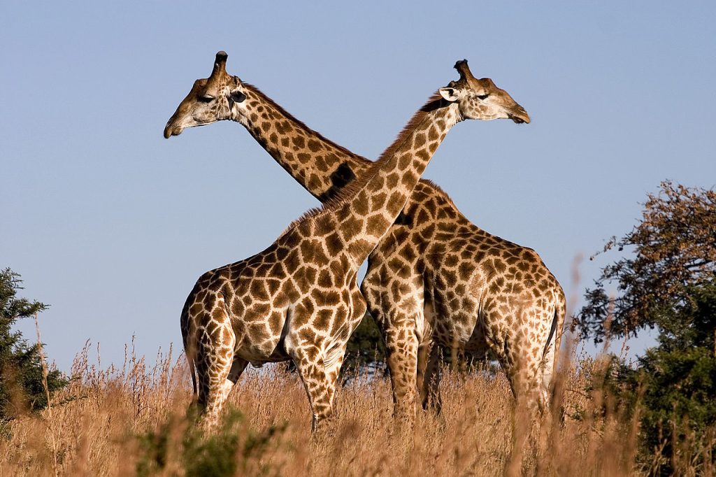 Giraffes Malolotja Nature Reserve Swaziland