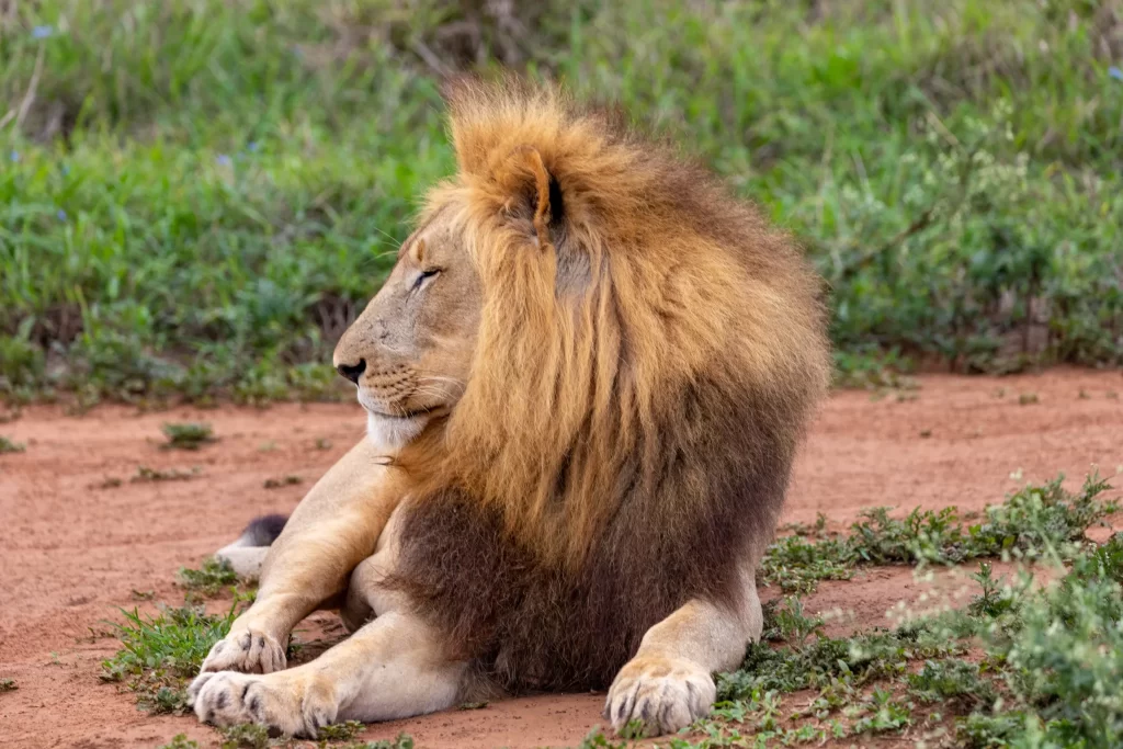 Male lion Hlane Royal National Park Swaziland