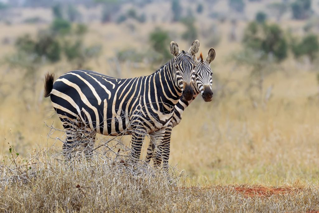 Zebras Malolotja Nature Reserve
