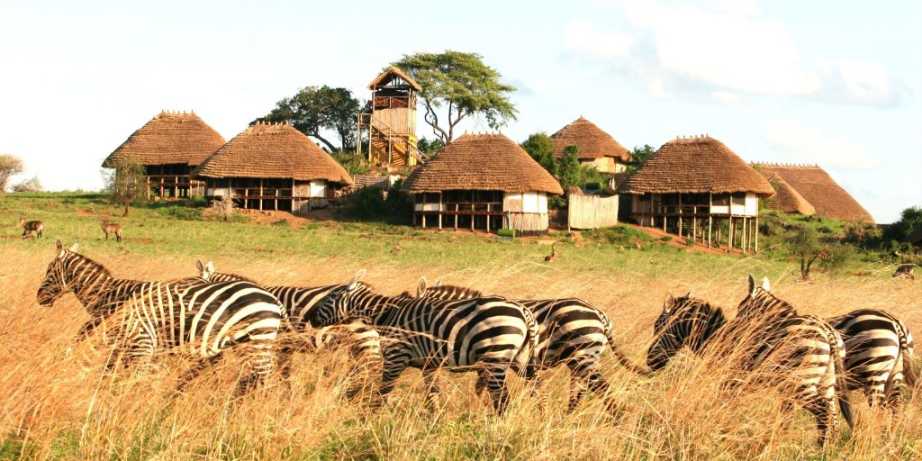A dazzle of zebras Kidepo national park Uganda