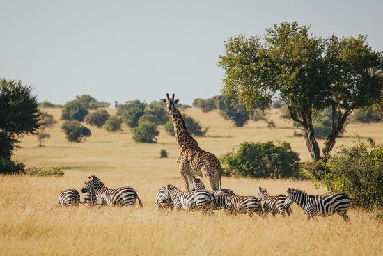 A tower of giraffe and a dazzle of zebras Serengeti national park Tanzania