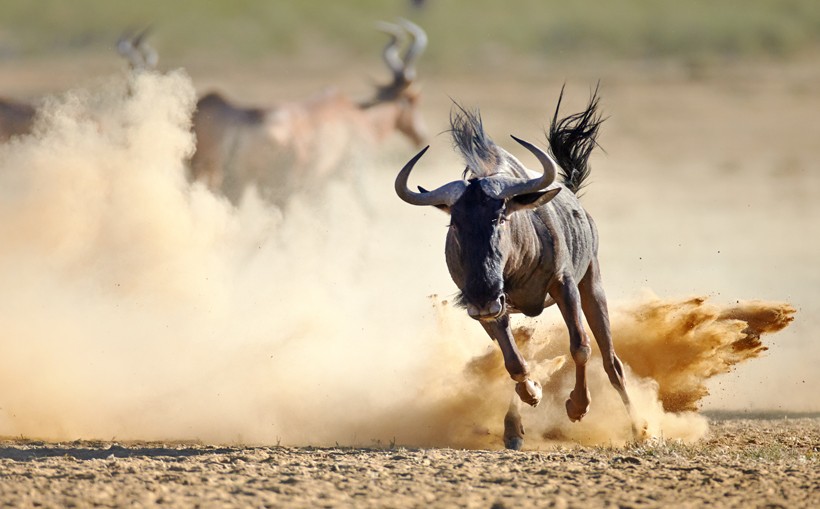 A wildebeest running Maasai mara national park Kenya