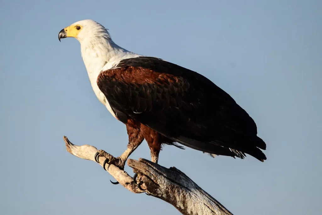 African fish Eagle Murchison falls national park Uganda