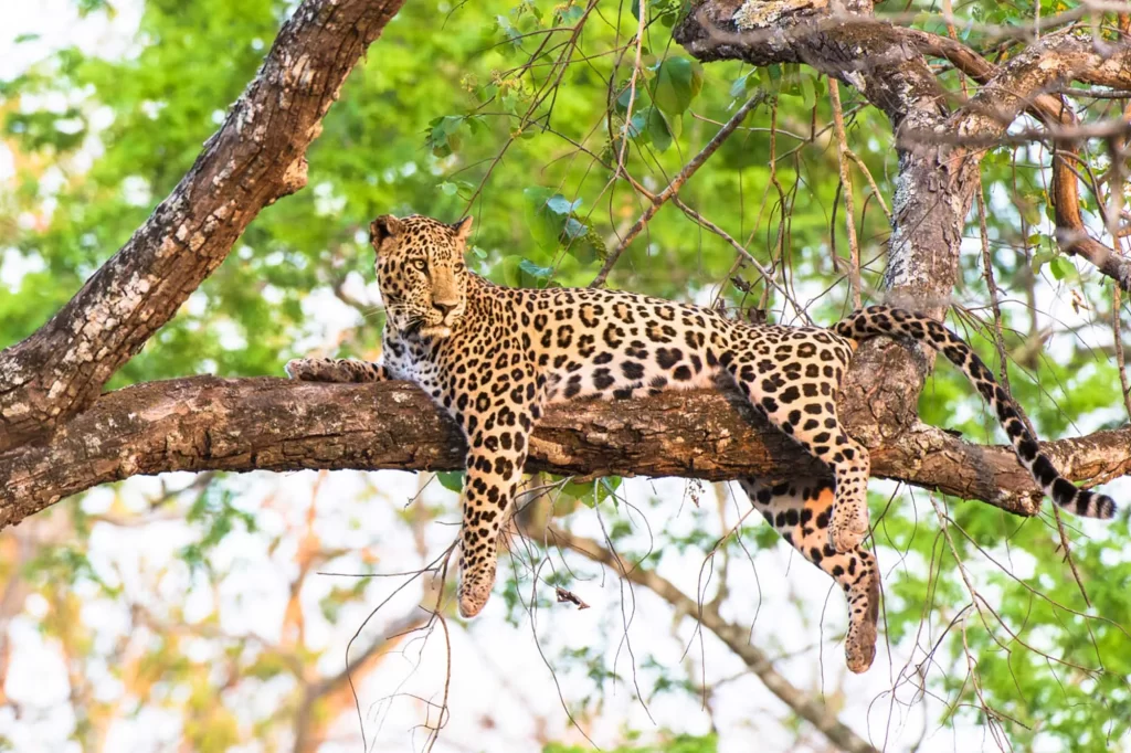 A leopard resting on the branch of the tree Queen Elizabeth national park Uganda