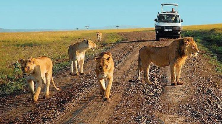 A pride of lions Murchison falls National park Uganda