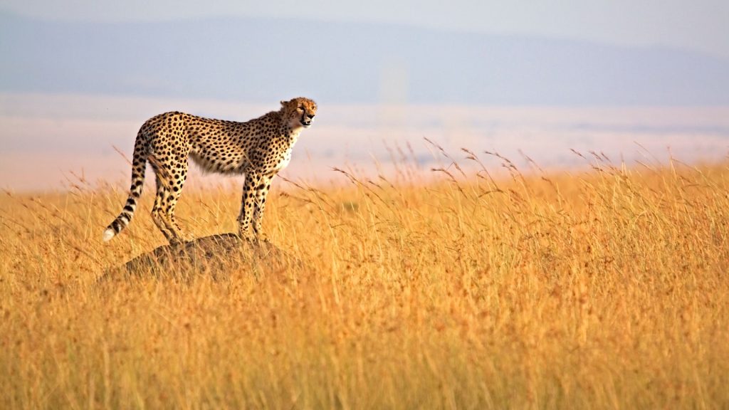 Cheetah Maasai Mara game reserve Kenya