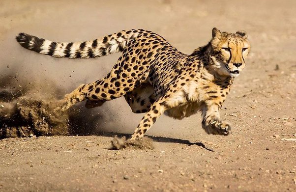 Cheetah running Serengeti national park Tanzania