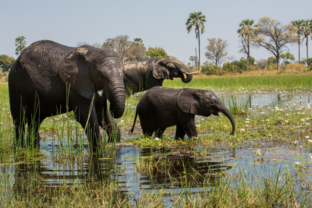 Elephants Okavango delta. Botswana
