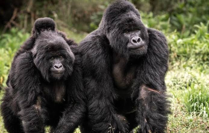 Family of gorillas volcanoes Rwanda.