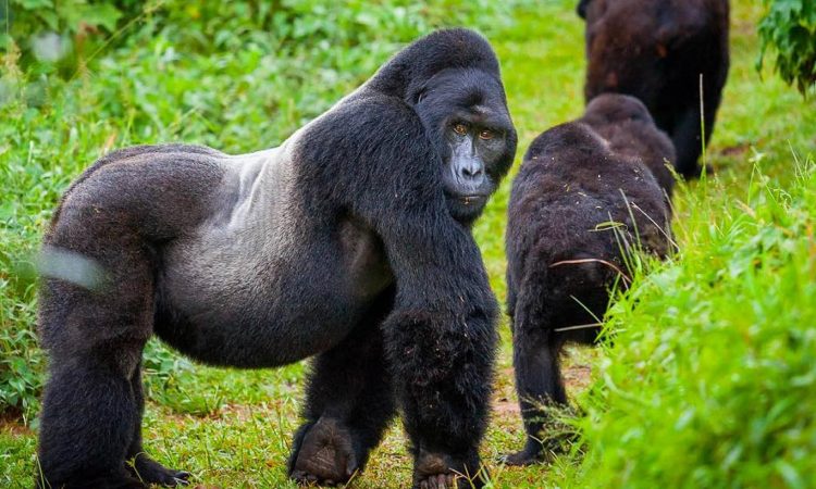 Gorillas volcanoes-national-park Rwanda
