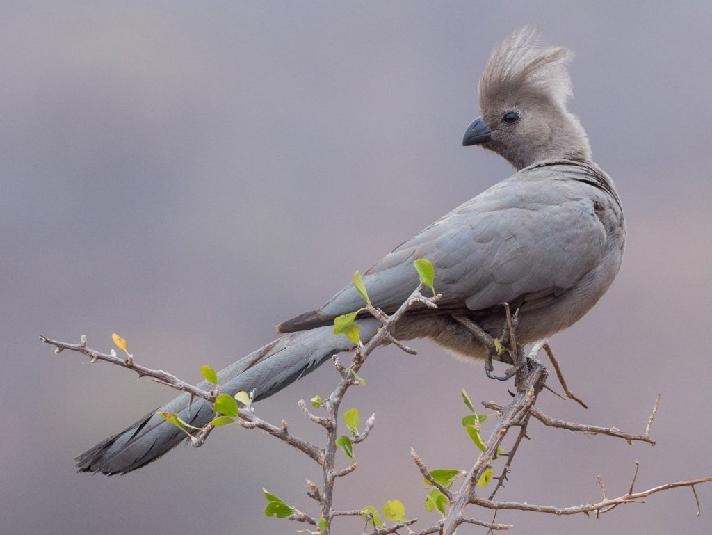 Gray go away bird Lake Mburo national park Uganda