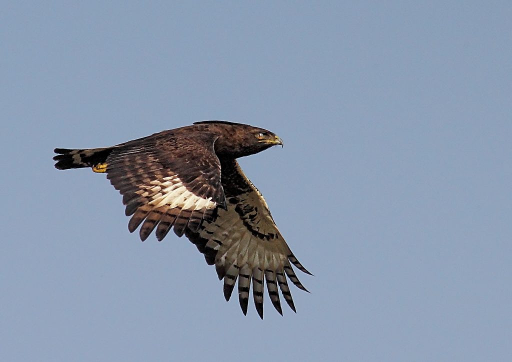 Long crested eagle flying over Mpanga forest Uganda