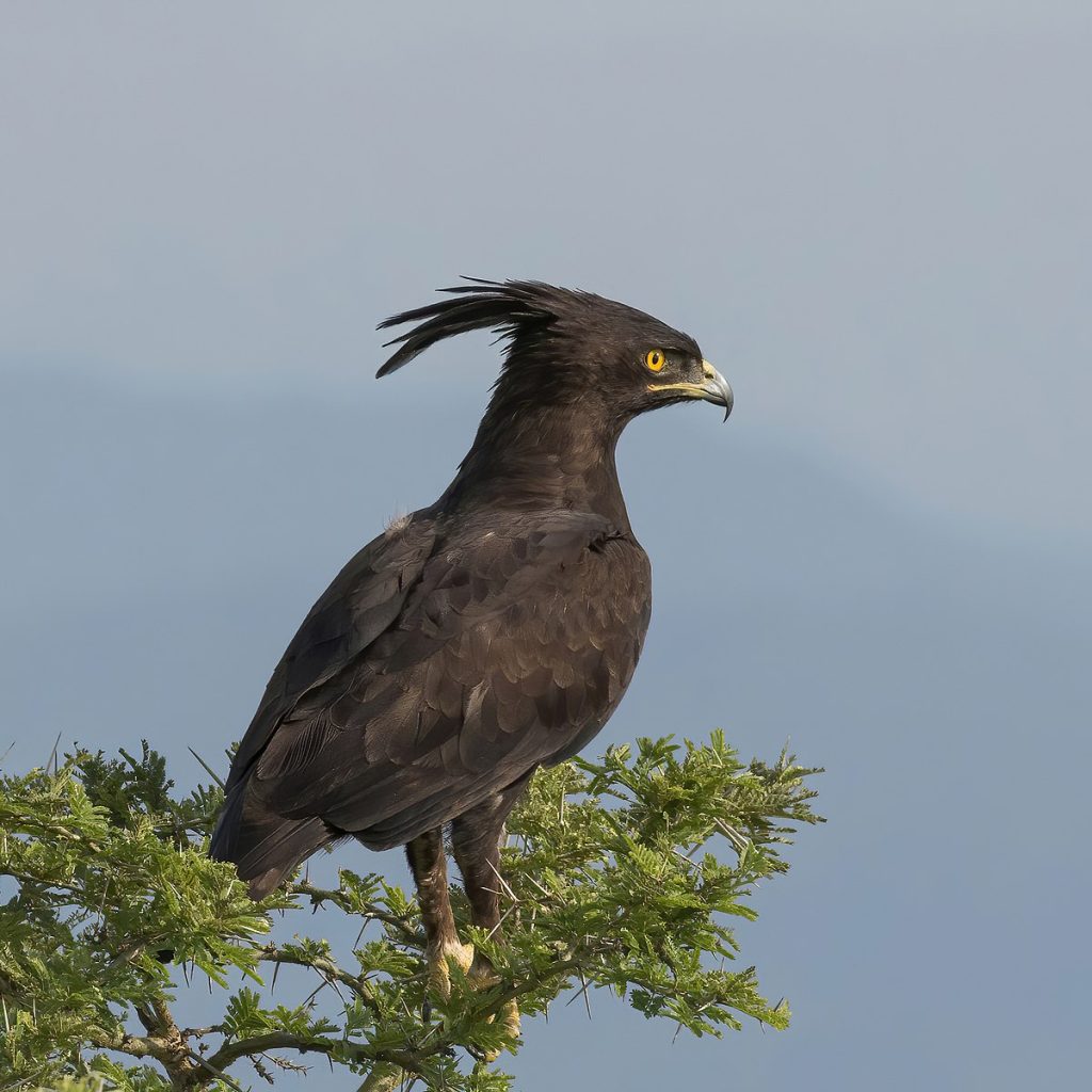 Long-crested eagle Lake Mburo National park Uganda
