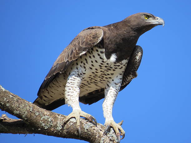 Martial eagle Chobe national park Botswana