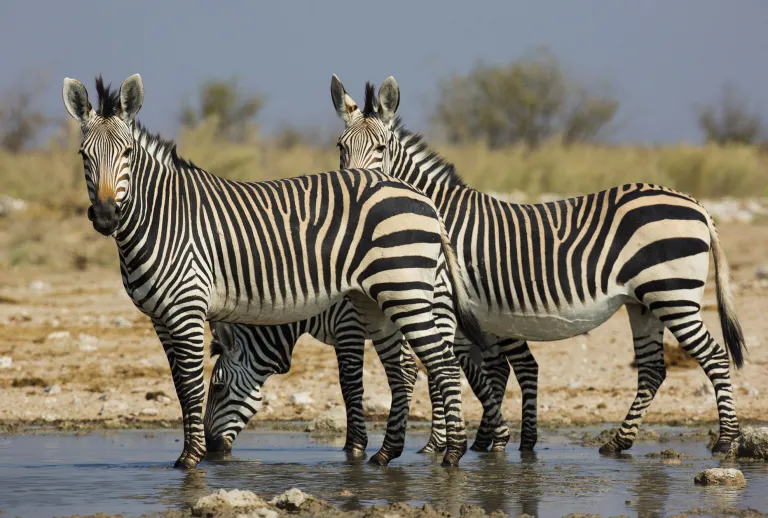 Namib Naukluft Park 2dazzle of zebras Namib-Naukluft Park is a national park Namibia.
