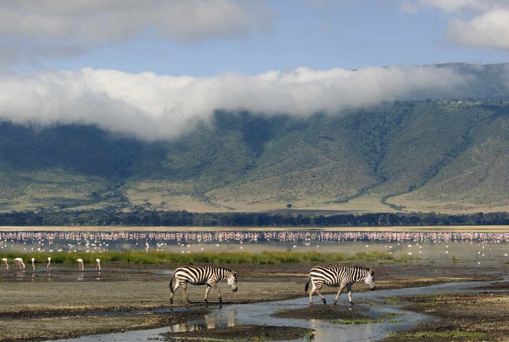 Zebras, and flamingos Ngorongoro-crater floor-Tanzania