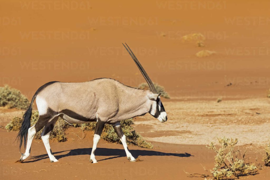  Gemsbok walking, Oryx gazelle Namib-Naukluft National Park, Namibia,
