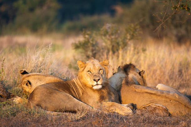 Pride of lions at sunset Kruger national park South Africa