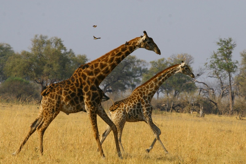 Towers of giraffe Chobe national park Botswana