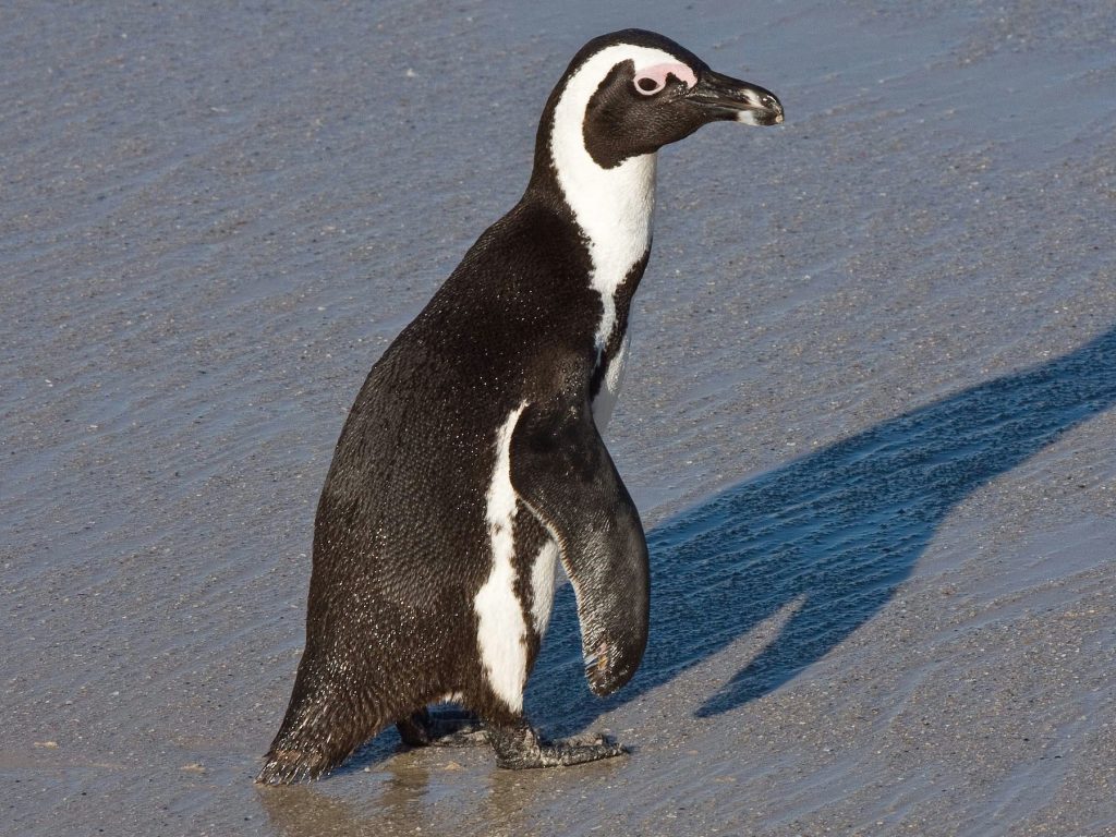 African penguin cape town south Africa