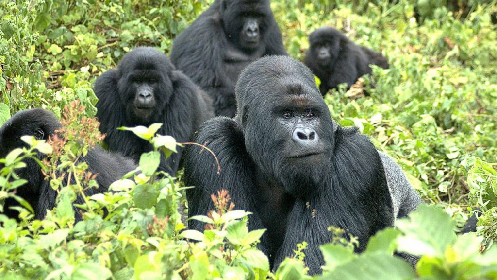 family of gorillas volcanoes national park Rwanda