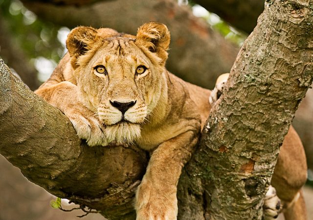 famous Tree climbing lion Ishasha Queen Elizabeth national park Uganda.