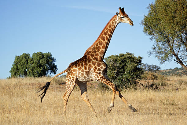giraffe Murchison falls national park Uganda