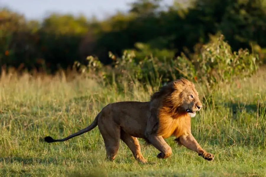 lion running Queen Elizabeth national park Uganda