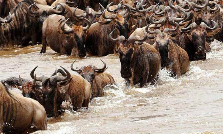 wildebeest Great Migration Mara river crossing Serengeti National Park-Tanzania