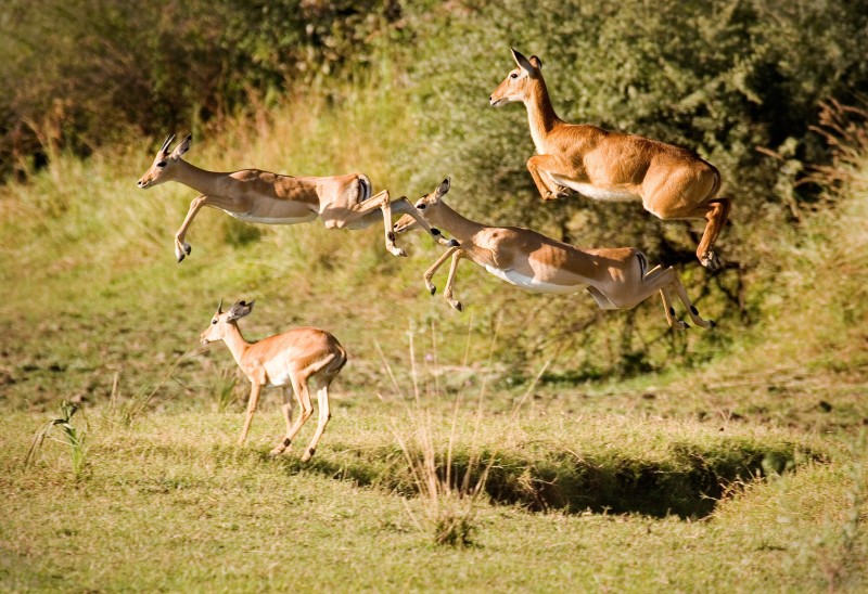 A herd of Impalas leaping for safety lower zambezi national park Zambia. 