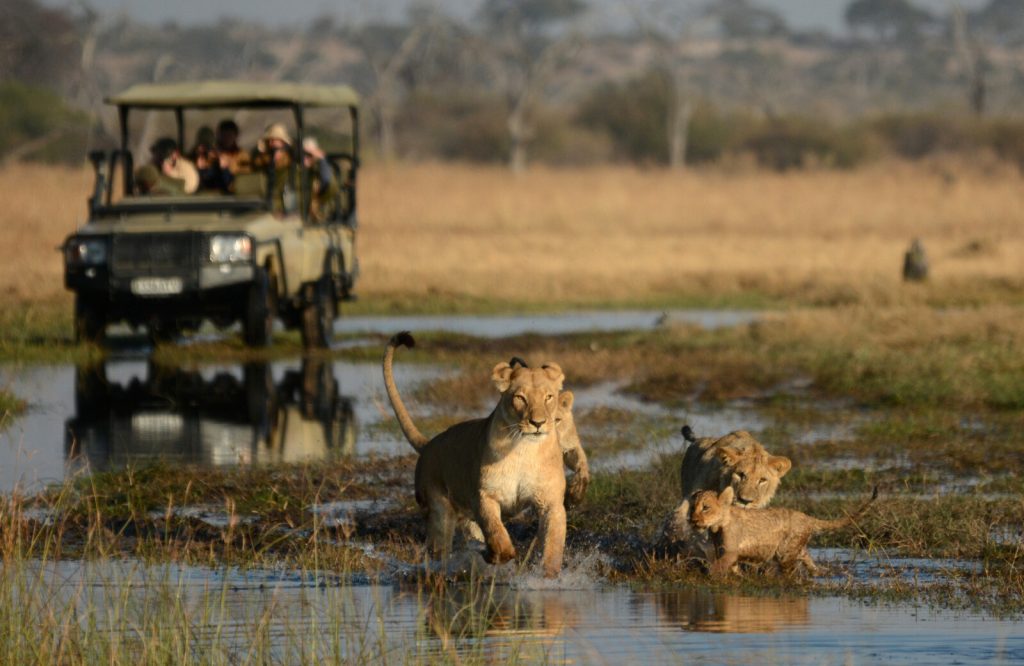 A pride of lions Chobe national park Botswana