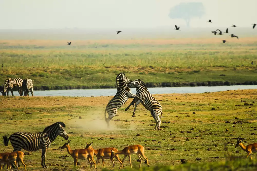  A Dazzle of zebras, impalas Chobe national park Botswana