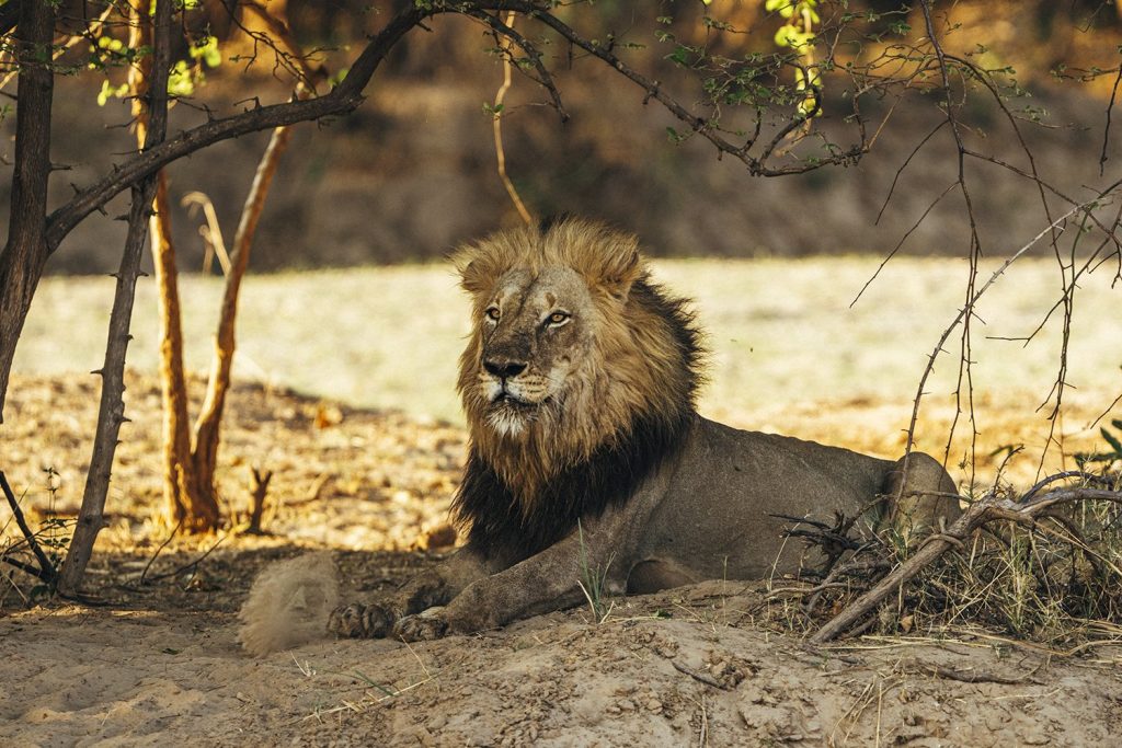 A male lion south Luangwa national park Zambia