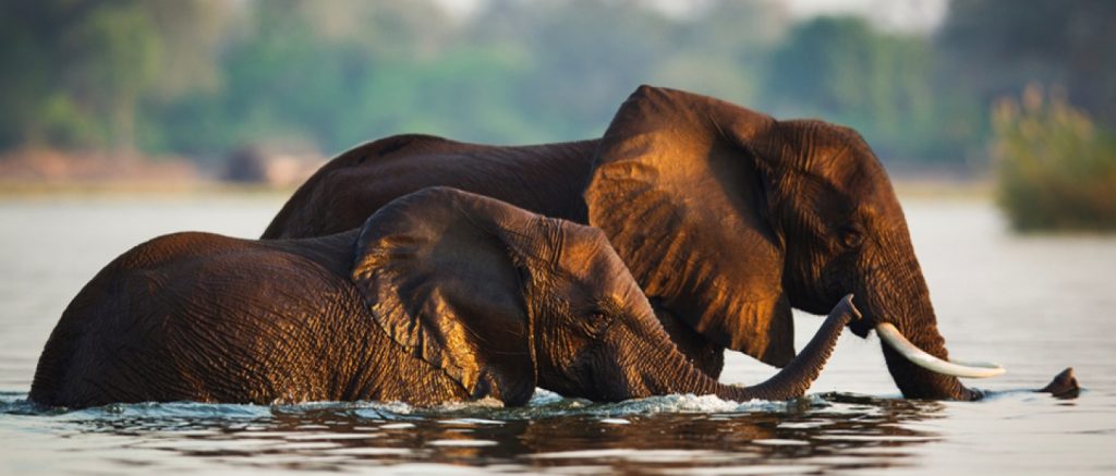 Elephants Lower Zambezi national park Zambia