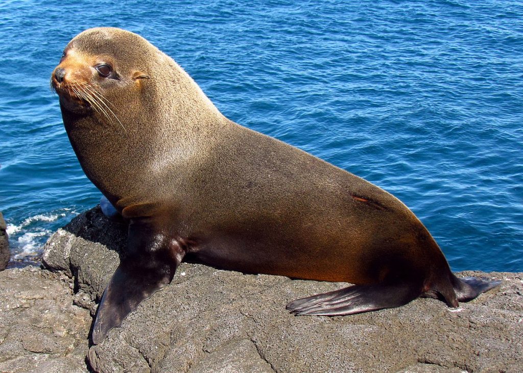 Galapagos Fur Seal Island cape town.