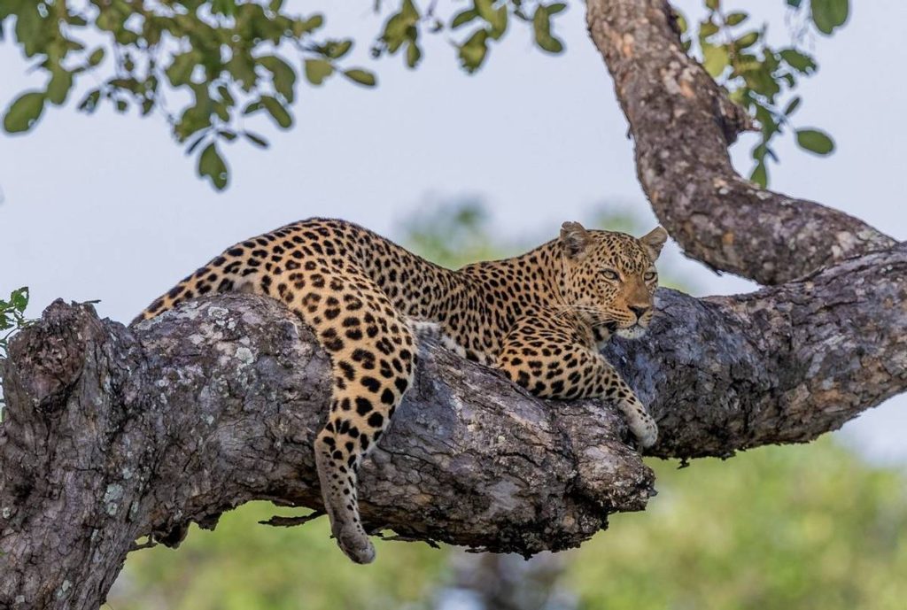 Leopard up on the tree branch South Luangwa National Park Zambia