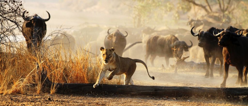 Lion charged by buffaloes south Luangwa national park Zambia