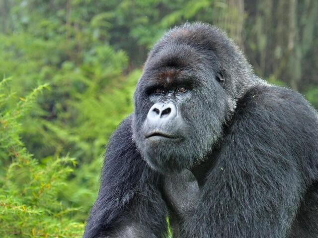 Mountain Gorilla Silver back bwindi impenetrable national park Uganda.