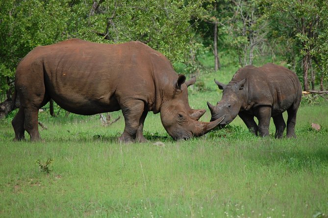 Rhinos grazing Mosi-oa-Tunya National Park Zambia