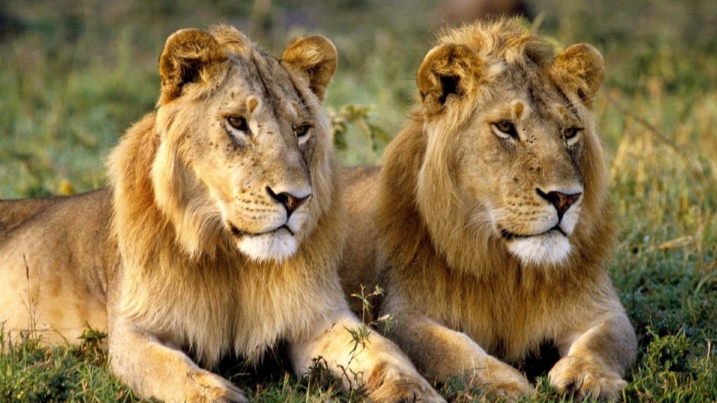 Two male lions lower zambezi national park Zambia