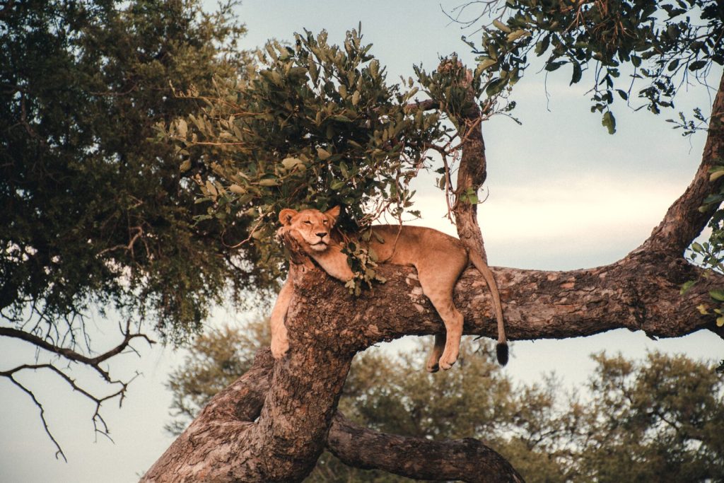 lioness resting on a tree Okavango delta Botswana. 
