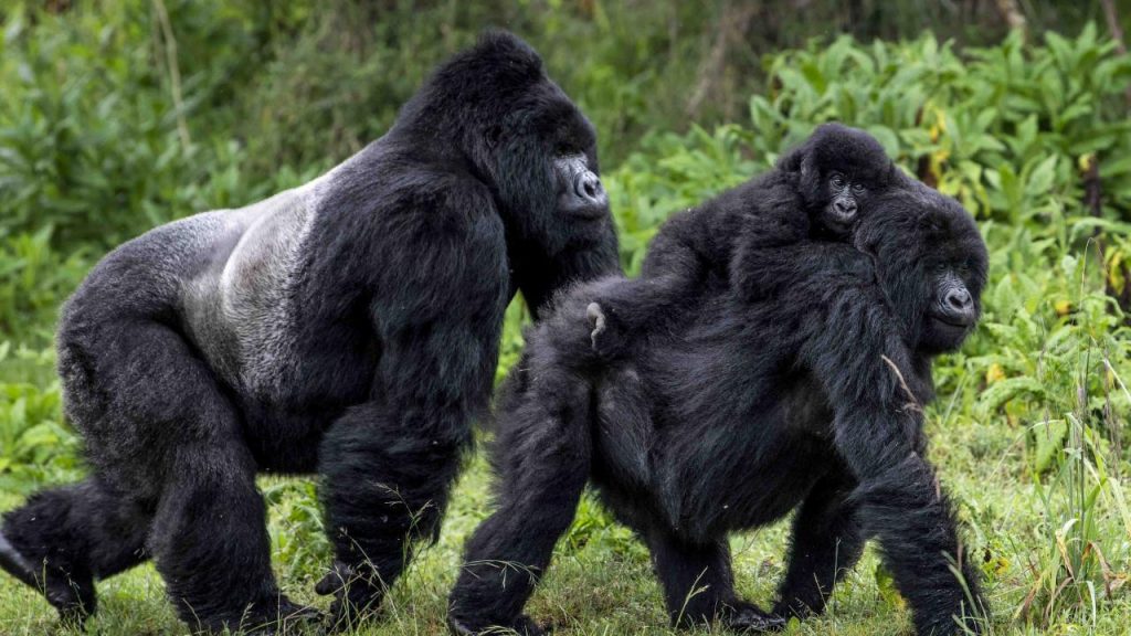 mountain-gorilla-sliver-back-black-back-and-their-infant-baby-bwindi-impenetrable-national-park-Uganda.
