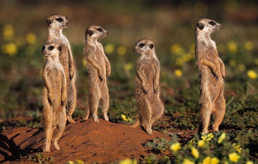A mob of meerkats Etosha national park Namibia