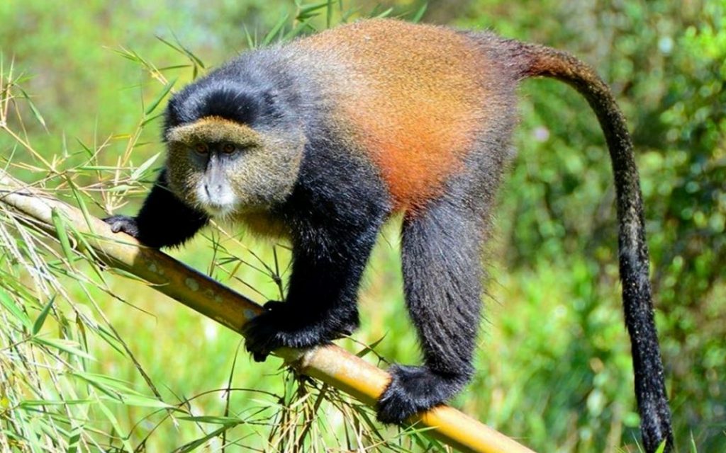 Golden monkey virunga volcanoes national park Rwanda . 