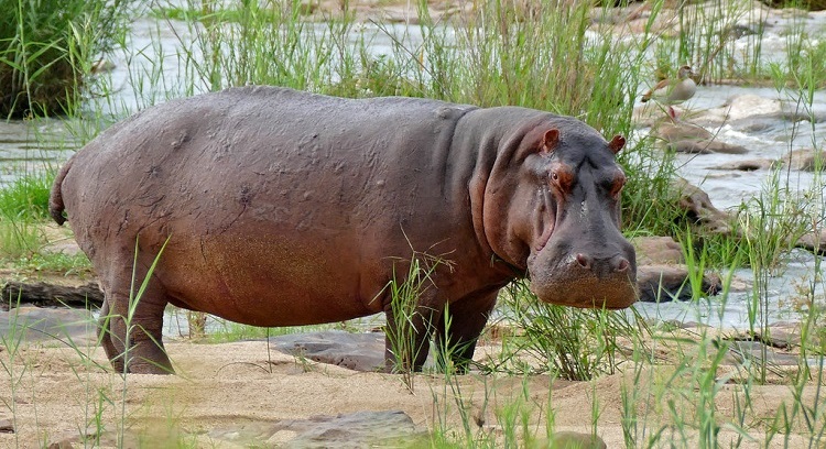 Hippopotamus Queen Elizabeth national park Uganda