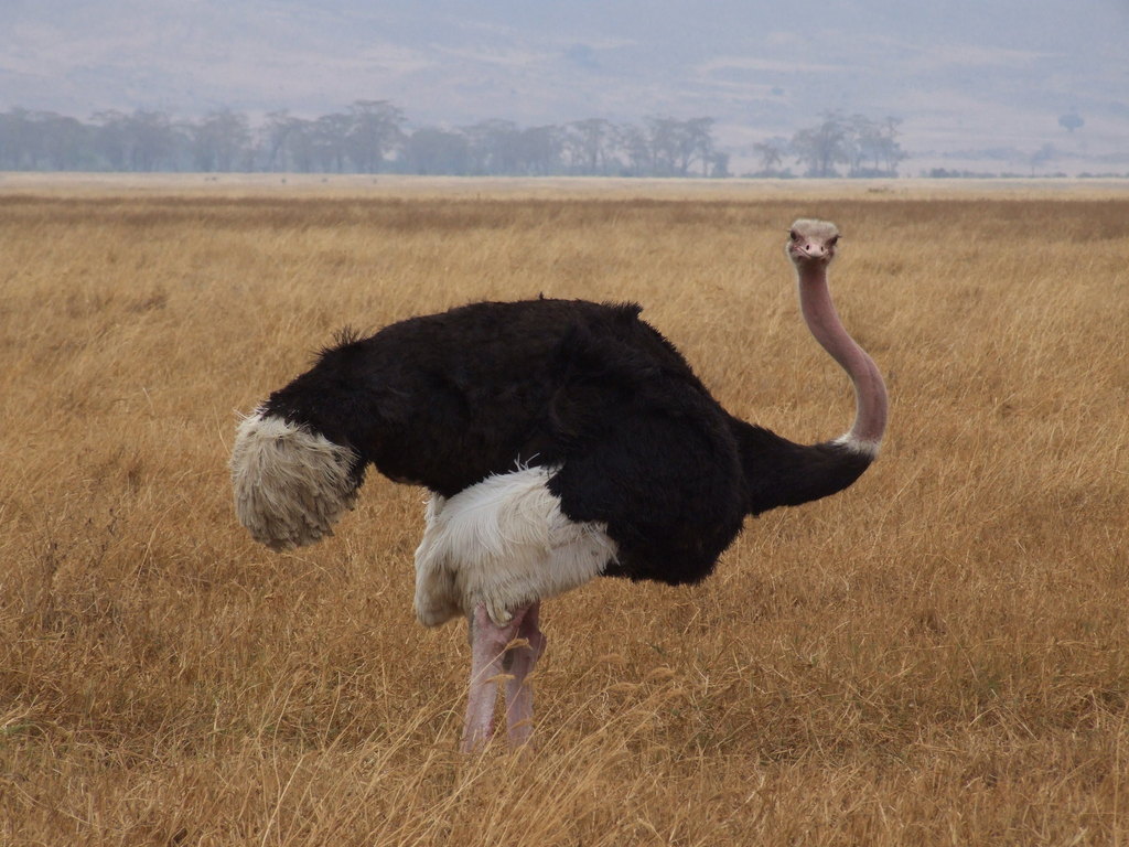 Ostrich Kidepo national park Uganda